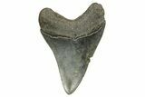 Fossil Megalodon Tooth - South Carolina #370031-1